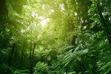 Lush Green New Zealand Forest... Deep Green Ferns and Low Ground Cover with Tall Canopy Trees. Sunlight Raying through and Sifting Down to the Forest Floor below. Camera Angle is on the Floor and pointed at an angle looking towards the Treetops.